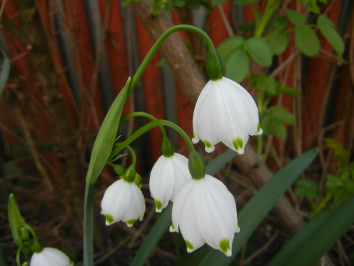 Leucojum aestivum (2014, April 03) - GHIOCEI_Leucojum aestivum