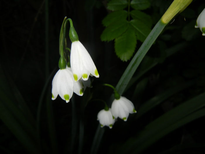 Leucojum aestivum (2014, April 11) - GHIOCEI_Leucojum aestivum