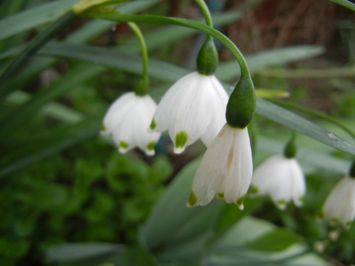 Leucojum aestivum (2014, April 15) - GHIOCEI_Leucojum aestivum