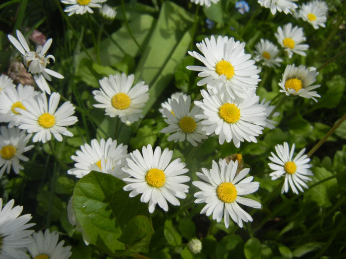 Bellis perennis (2014, April 27)