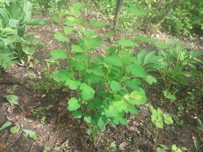 simphoricarpos