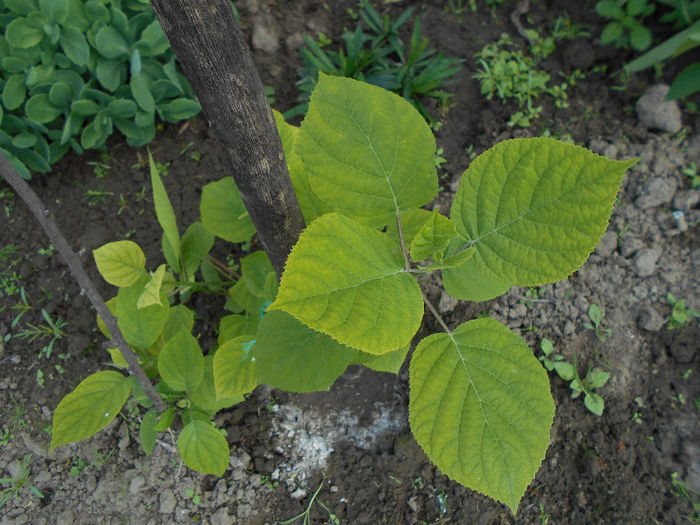 Hortensia  alba de gradina,de ce avem frunzele galbene , ce  vrea? - Aprilie 2014