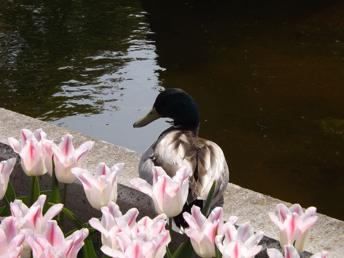 DSCF1610 - Keukenhof