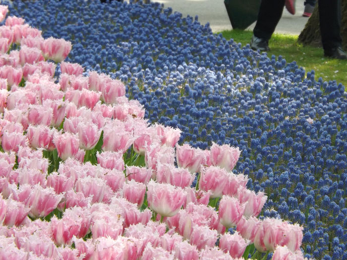 DSCF1638 - Keukenhof