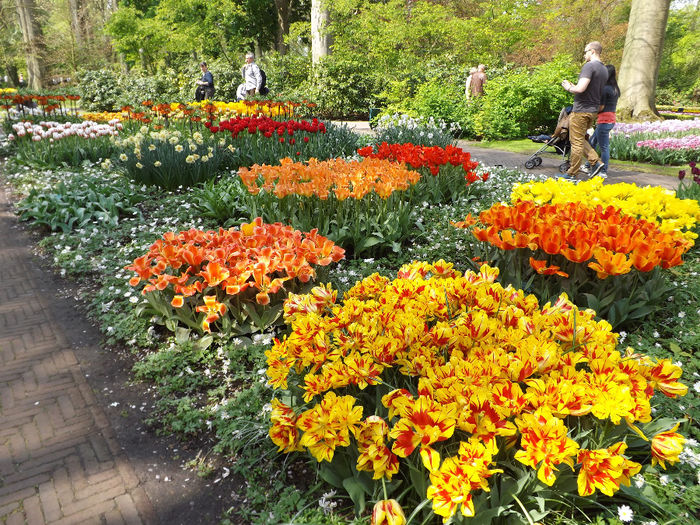 DSCF1672 - Keukenhof