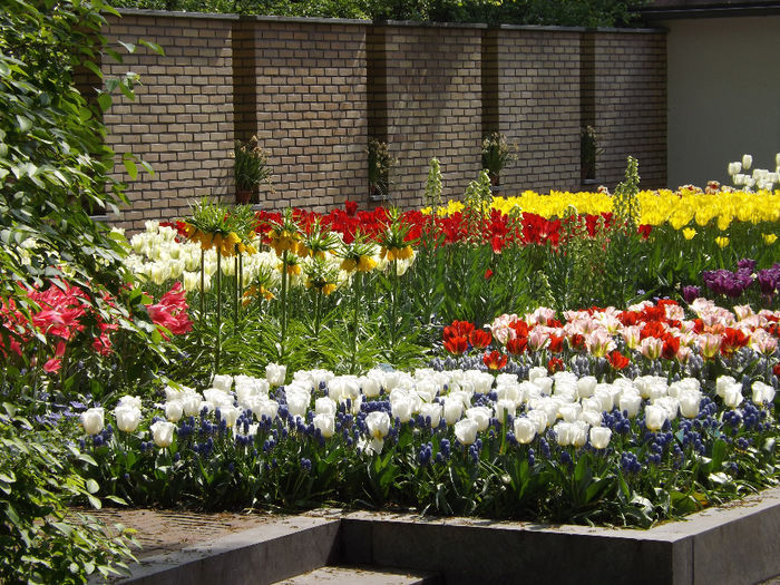 DSCF1675 - Keukenhof