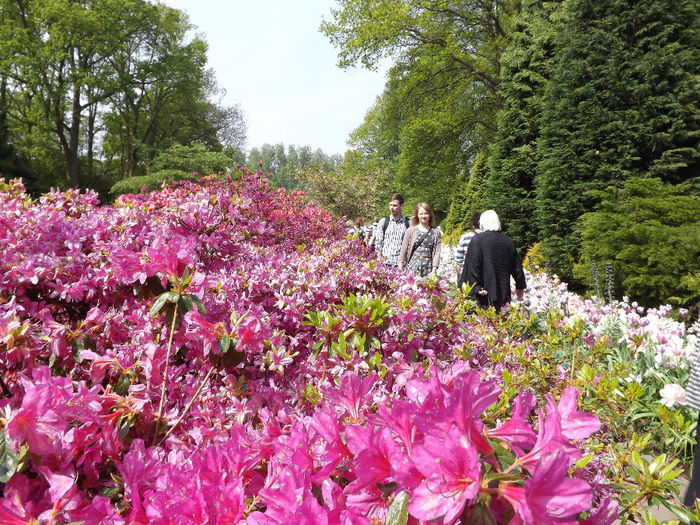 DSCF1702 - Keukenhof