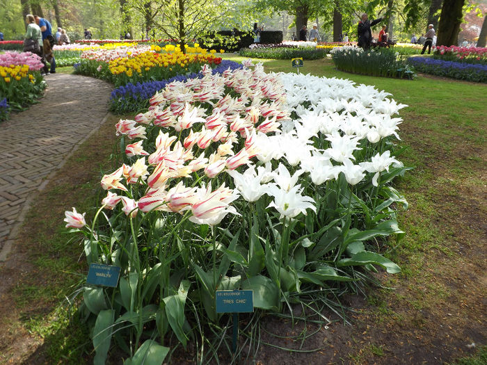 DSCF1734 - Keukenhof