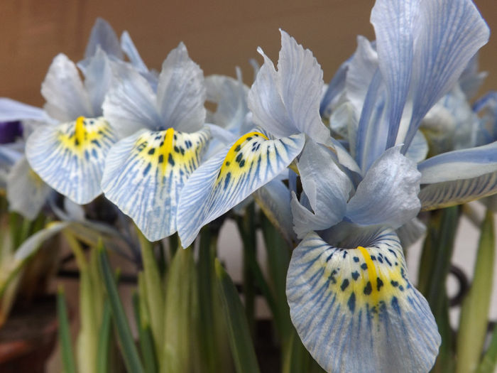 DSCF1751 - Keukenhof