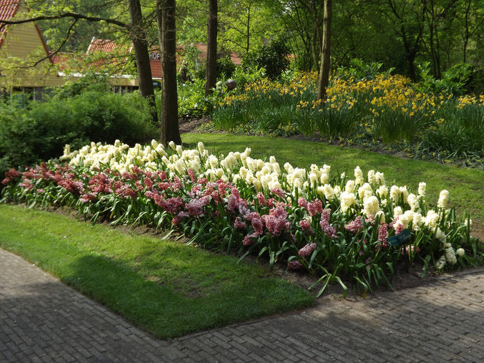 DSCF1838 - Keukenhof