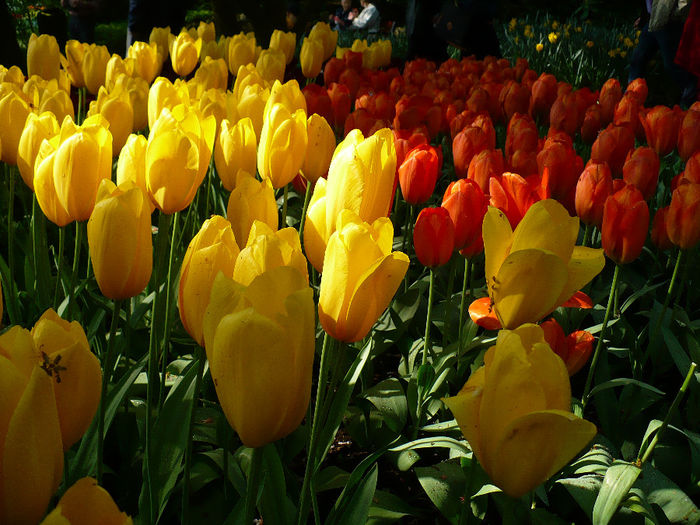 P1140270 - Keukenhof