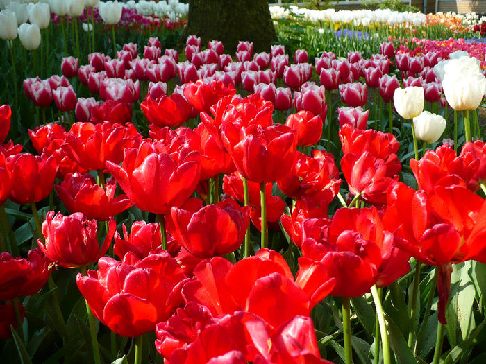 P1140298 - Keukenhof