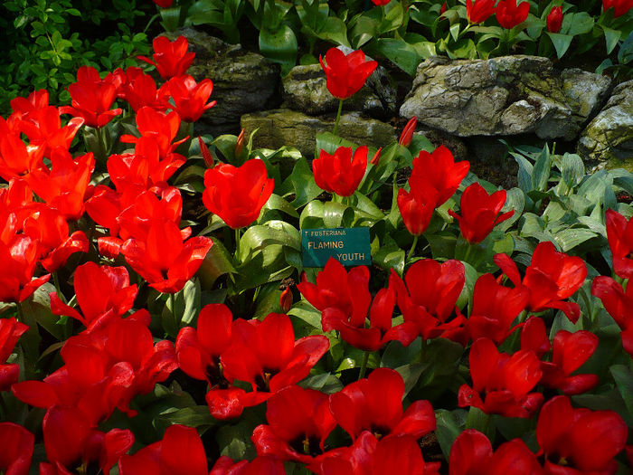 P1140318 - Keukenhof