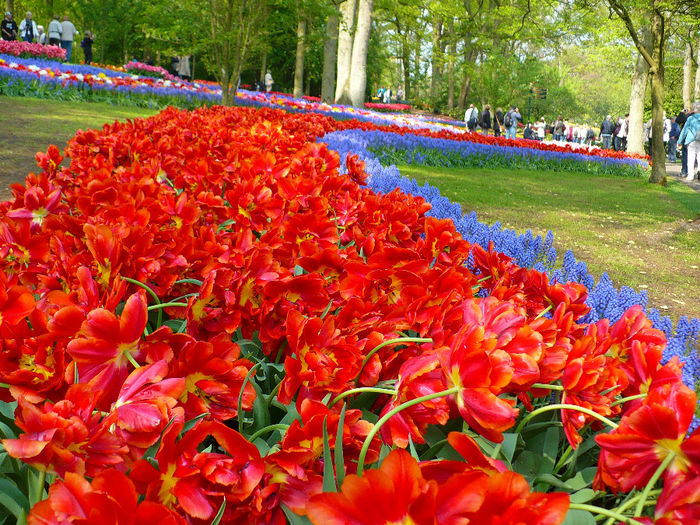 P1140322 - Keukenhof