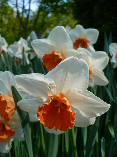 P1140335 - Keukenhof