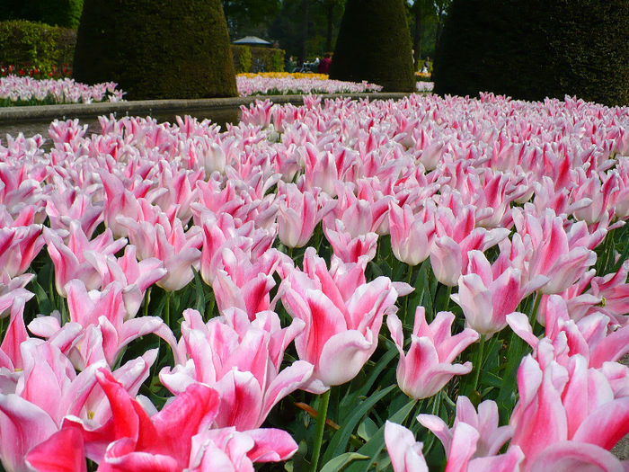 P1140358 - Keukenhof