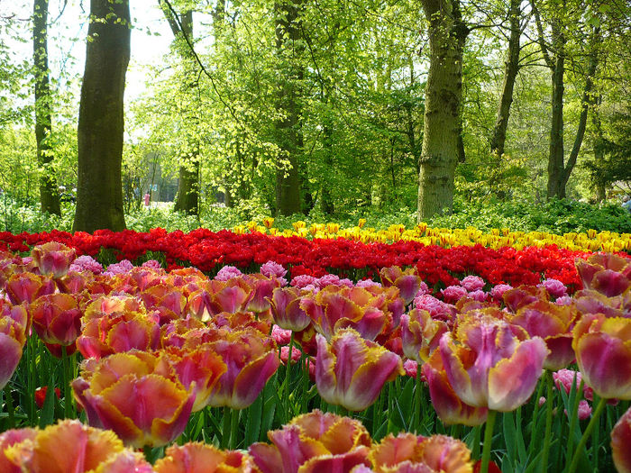 P1140375 - Keukenhof