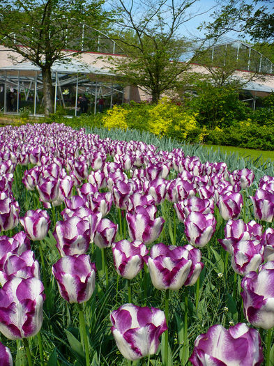 P1140385 - Keukenhof