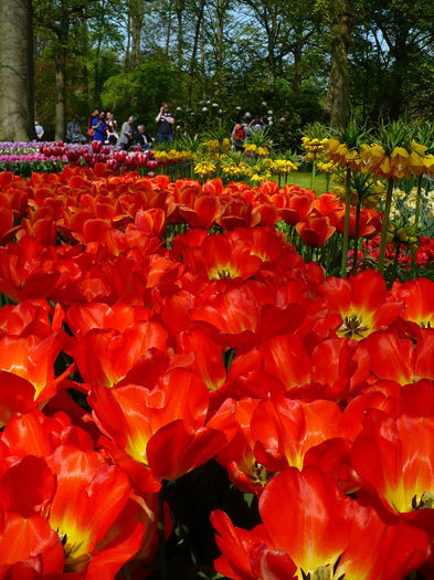 P1140432 - Keukenhof