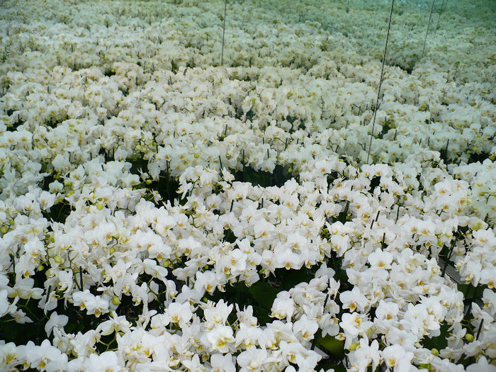 P1140452 - Keukenhof