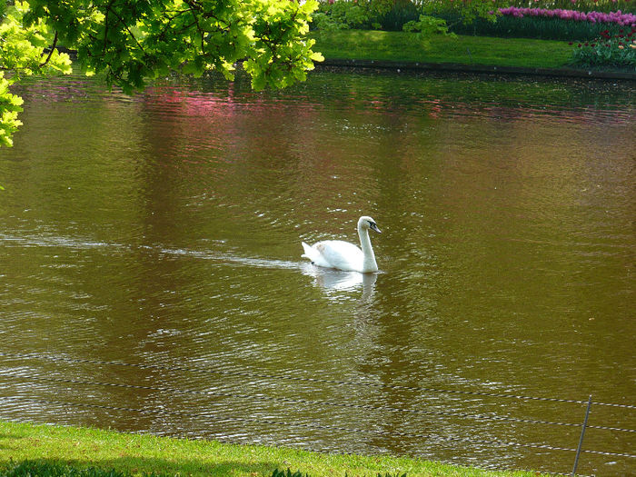 P1140528 - Keukenhof