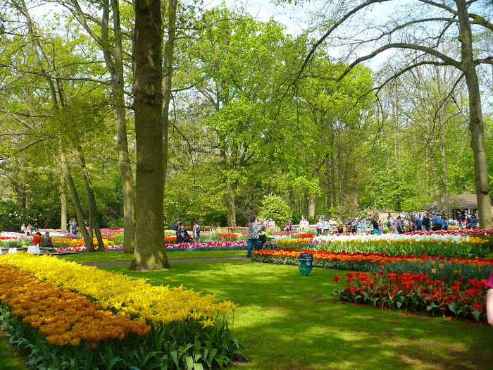 P1140535 - Keukenhof