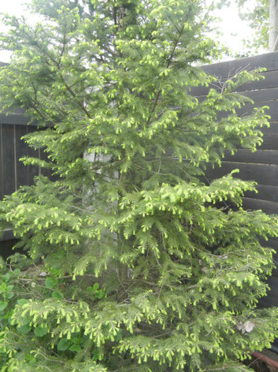 Picea abies (2014, April 28) - Picea abies 2010