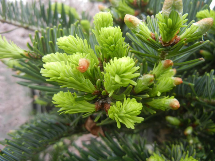 Abies nordmanniana (2014, April 28) - Abies nordmanniana