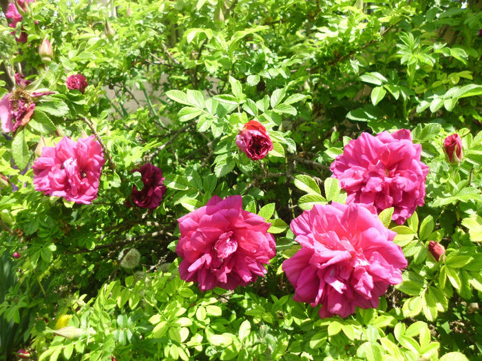 Rosa damascena - Trandafiri si clematite 2014