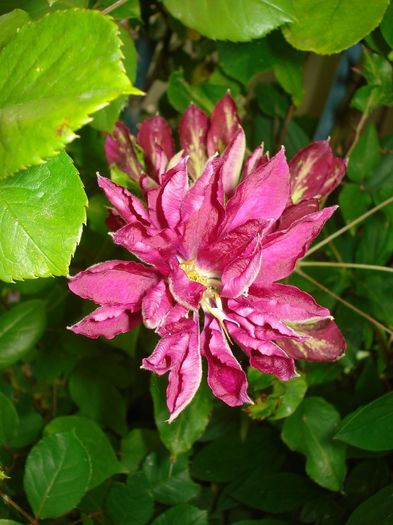 Red Star - Clematis 2014