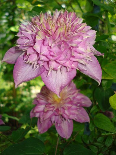 DSC08300 - Clematis 2014