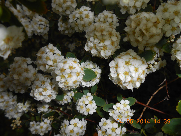 DSCN8366 - Spiraea cinerea-denumirea stiintifica