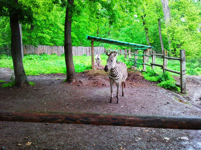 Zoo Sibiu (78)