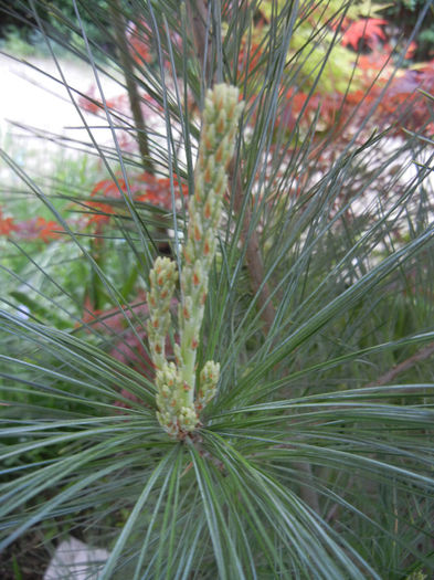 Pinus wallichiana Densa Hill (14, Apr.30)