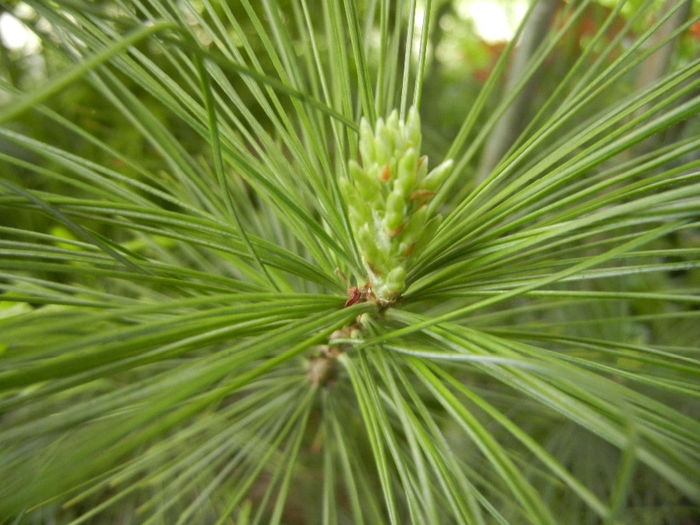 Pinus wallichiana Densa Hill (14, May02)