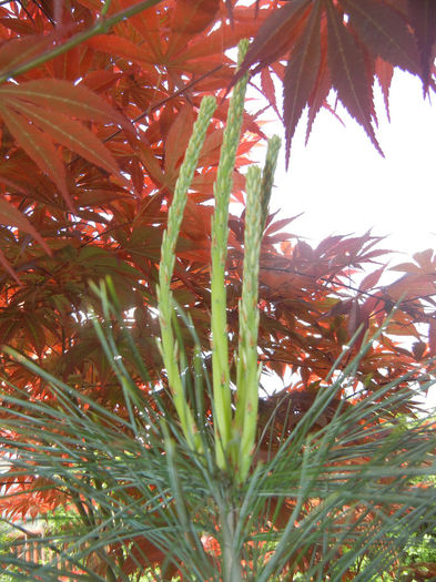 Pinus wallichiana Densa Hill (14, May02) - Pinus wallichiana_Bhutan Pine