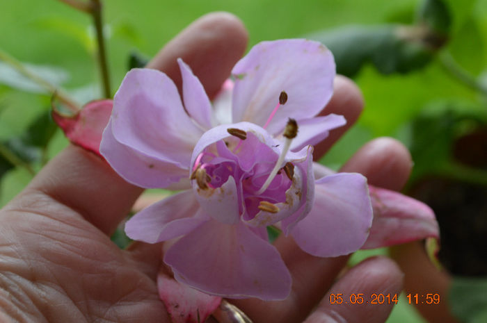 Fuchsia holly's beauty