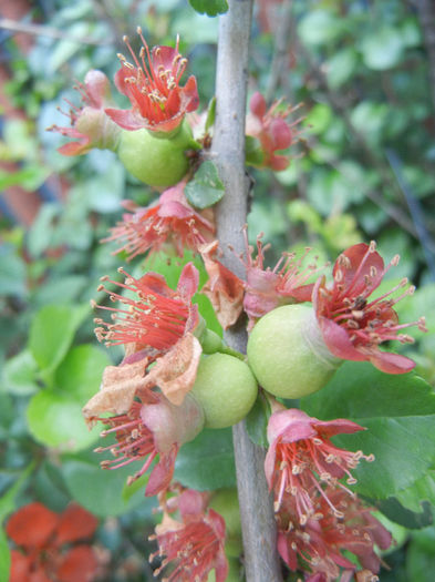 Chaenomeles japonica (2014, April 28) - Chaenomeles japonica