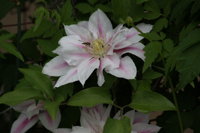 Andromeda - Clematite 2014