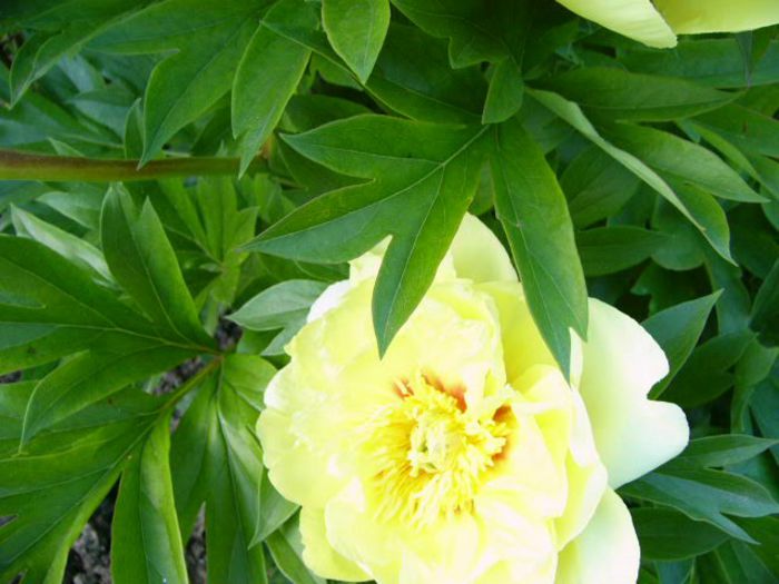 Paeonia Itoh-Bartzella-