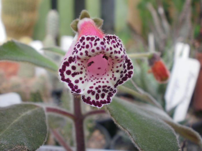 `Heartland`s Blackberry Butterfly` - Achimenes and co