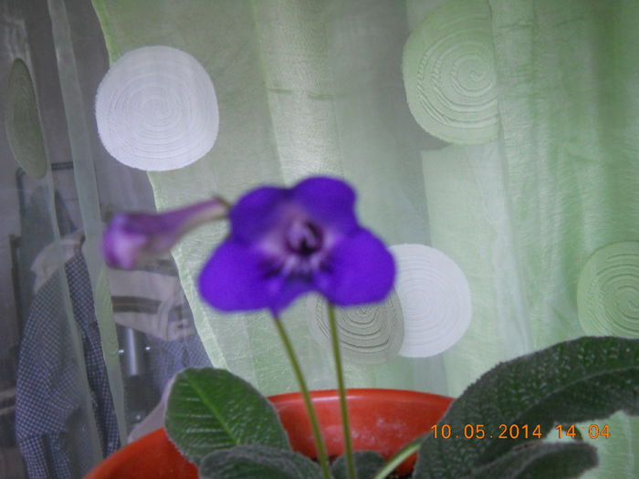 streptocarpus - MAI 2014