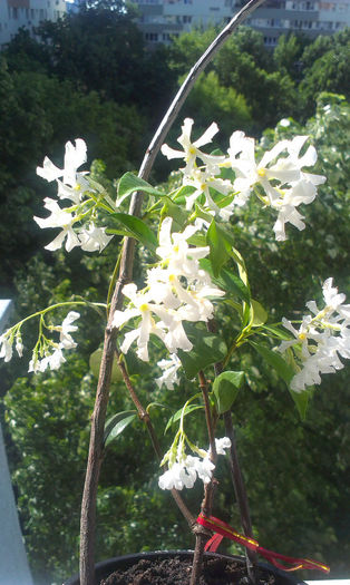 IMAG0698; Star Jasmine are o aroma de iasomie aparte
