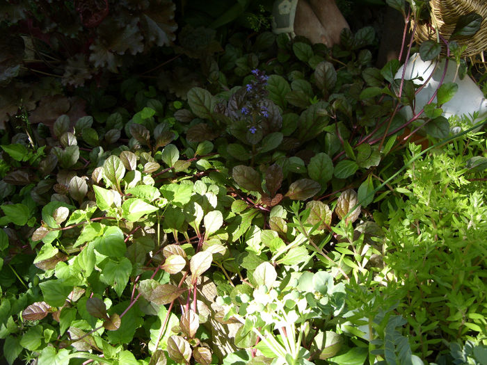 ajuga reptans