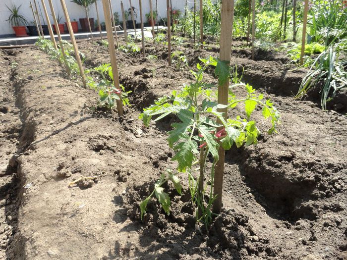 ROSI MAI 4RANDURI 4 SOIURI - PLANTELE MELE DIN GRADINA2014