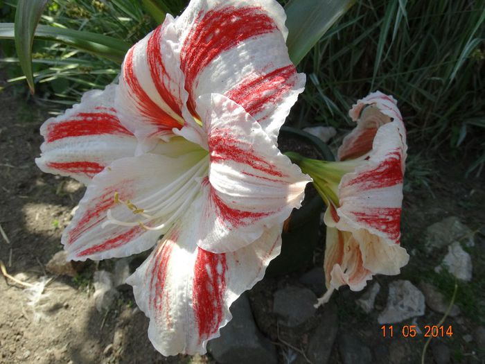 DSC03349 - Amaryllis 2014