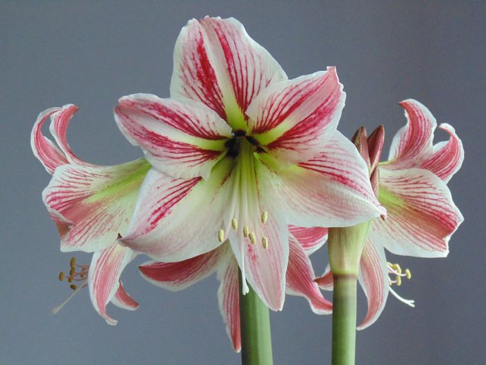 ~9~ - Amaryllis 2014