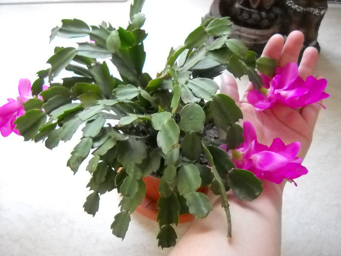 11.05.014 - Schlumbergera 2014-2020