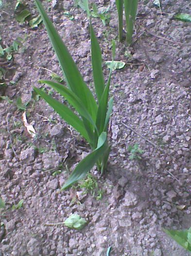 Imag2228 - gladiole 2014