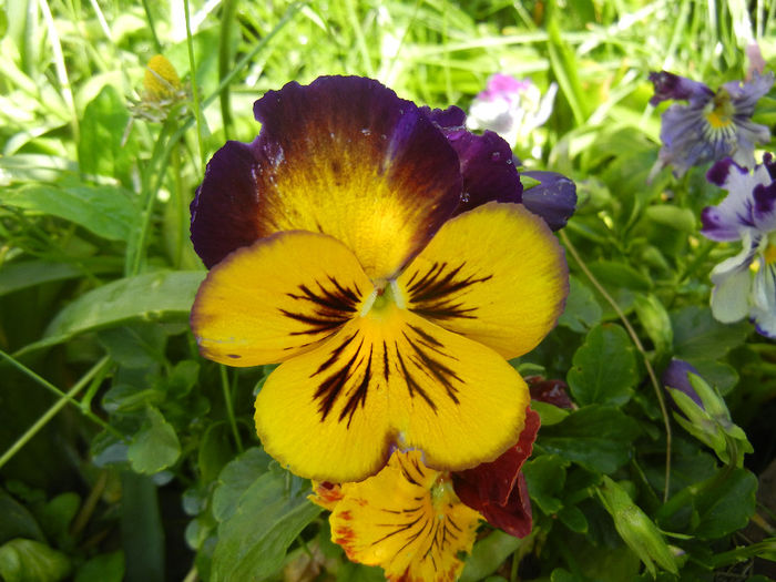 Pansy (2014, May 11) - PANSY_Viola x wittrockiana